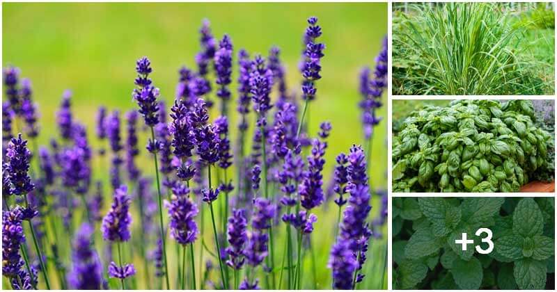 7 Herbs That Can Deter Spiders Effectively