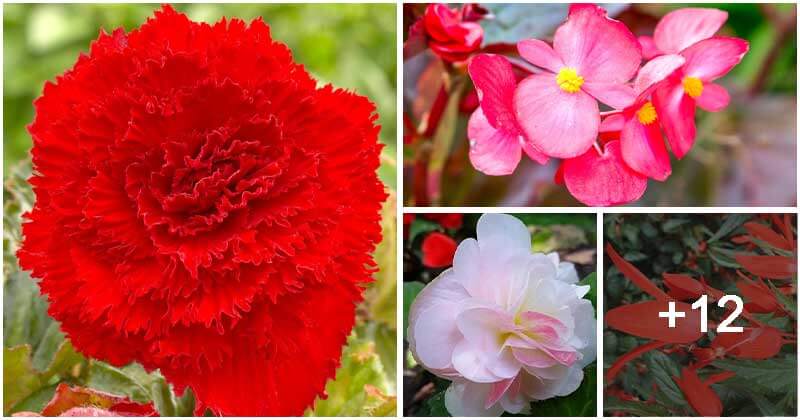 16 Different Varieties Of Begonias You Can Grow