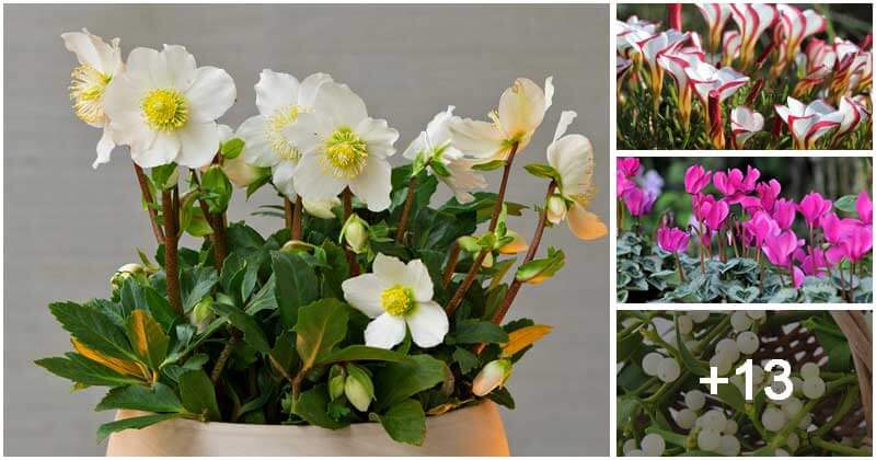 17 Best Beautiful Christmas Flowers