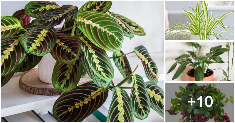 14 Best Apartment Plants To Liven Up Your Living Space