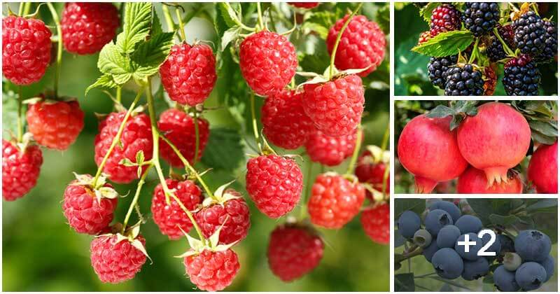 Super Fruits You Can Grow In The Garden