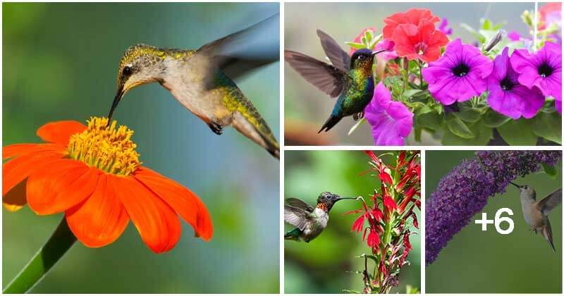 10 Best Beautiful Flowers To Attract Hummingbirds Visit Your Garden