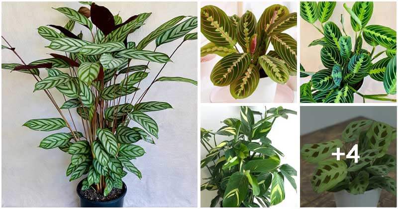 10 Most Beautiful Prayer Plant Varieties To Grow