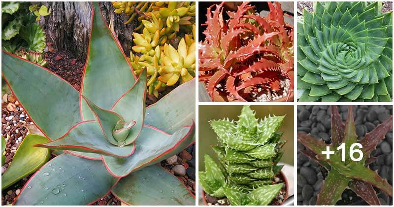 21 Different Aloe Varieties You Can Grow In Containers