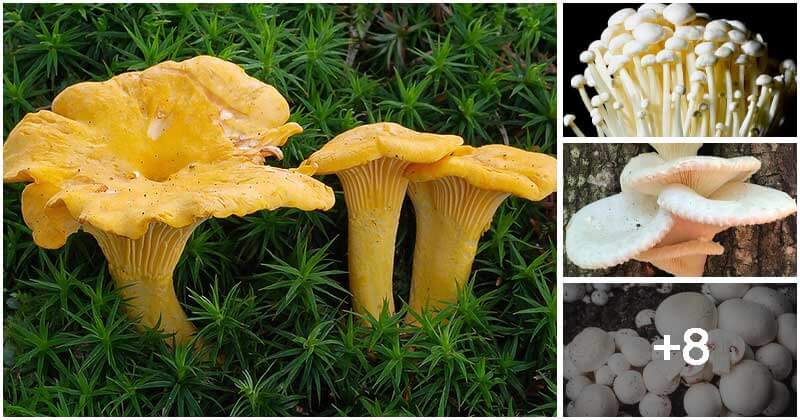 12 Best Edible Mushrooms You Can Grow Easily At Home