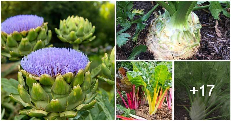 21 Best French Vegetables To Grow In Your Garden