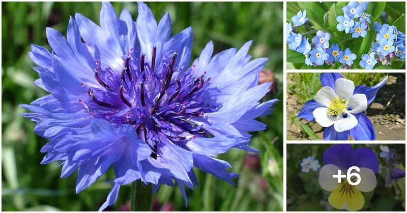 10 Best Beautiful Blue Wildflowers