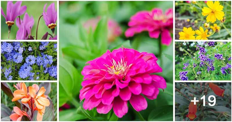 26 Best Beautiful Plants To Grow in Florida
