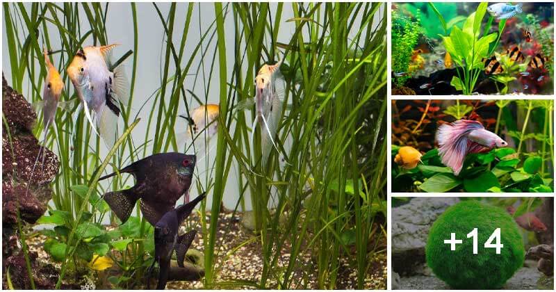 18 Live Aquarium Plants That Fishes Love