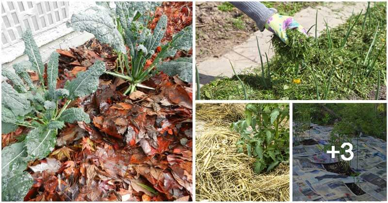 Best Organic Mulches That Good For Your Vegetable Garden