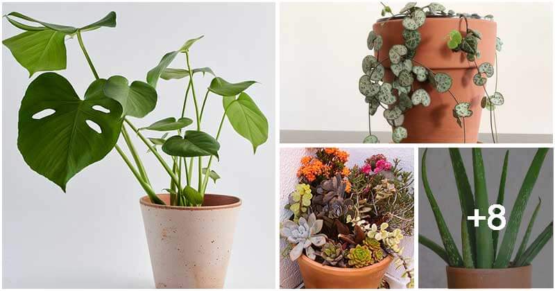 12 Best Plants To Grow In Terracotta Pots
