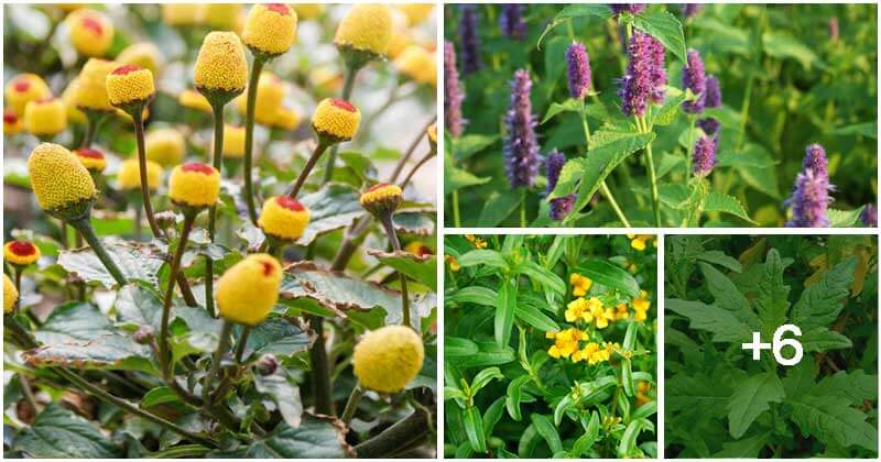 10 Rare Herbs You Will Love Growing In The Garden By Their Amazing Health Benefits