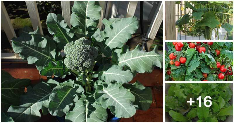 20 Common Vegetables To Grow Easily In Buckets