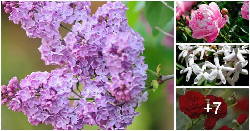 11 Best Beautiful And Fragrant Plants You Should Grow In The Yard