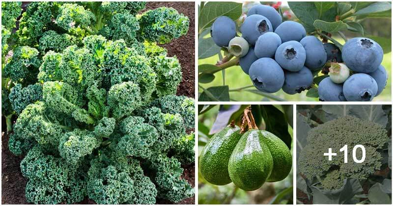 14 Healthiest Vegetables And Fruits You Can Grow Easily Right In The Garden