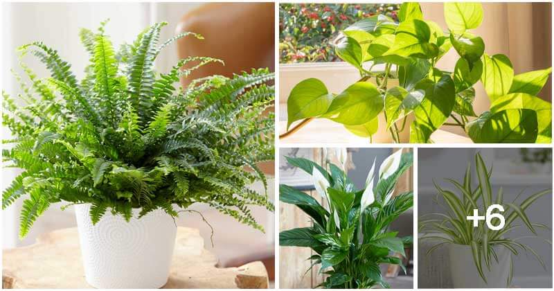 10 Houseplants That Generate Oxygen And Clear The Air In The Home