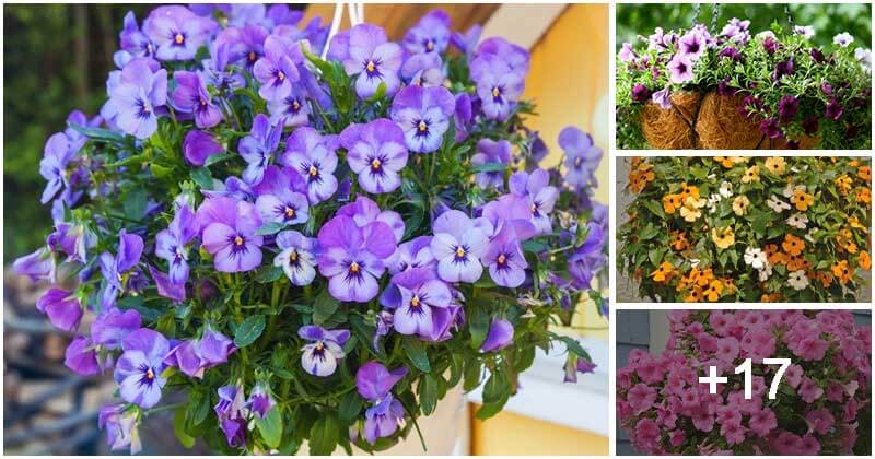 21 Best Hanging Basket Plants Both Outdoors And Indoors
