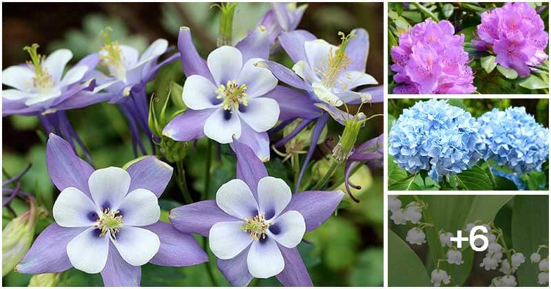 10 Best Beautiful Plants To Grow Under Pine Trees