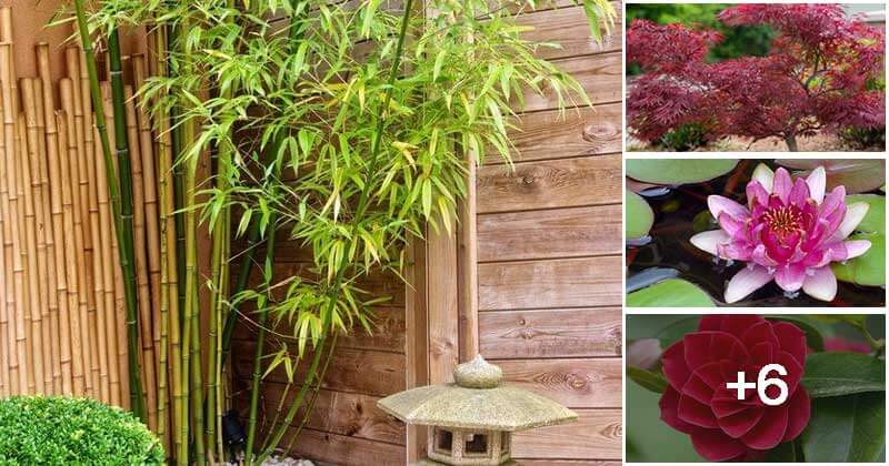 10 Best Japanese Garden Plants - 69
