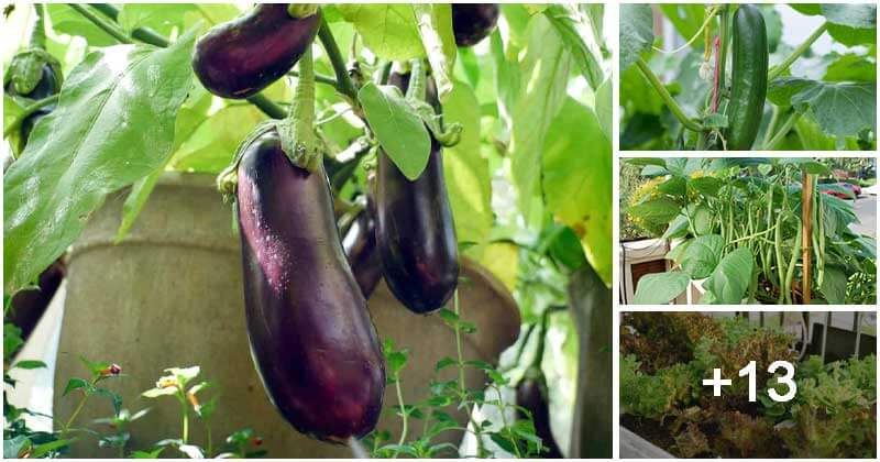 17 Easy-to-grow Vegetables For Your Balcony