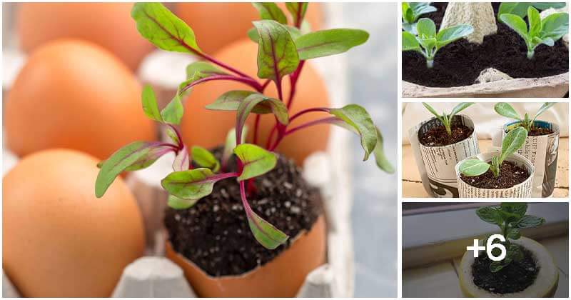 Natural And Biodegradable Seed Starter Pot Ideas You Can Find Around The Home