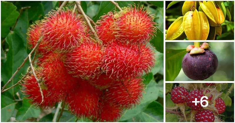 10 Best Unique Fruit Trees You Can Grow In The Garden