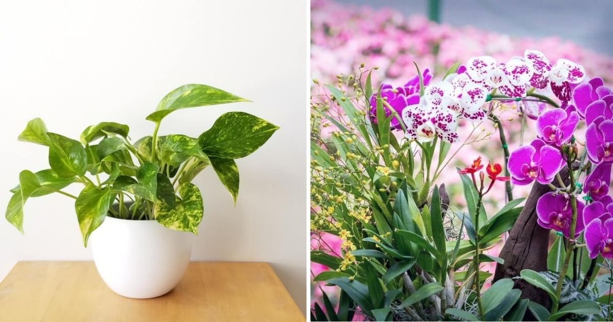 12 Feng Shui Plants To Bring Good Luck And Wealth