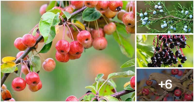10 Edible Trees That Are Great Natural Gifts Attracting The Wildlife Visit To Your Garden