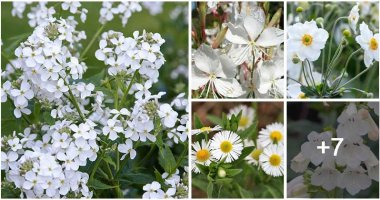 12 Elegant White Flower Types To Grow For Borders