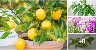 12 Feng Shui Plants To Bring Good Luck And Wealth