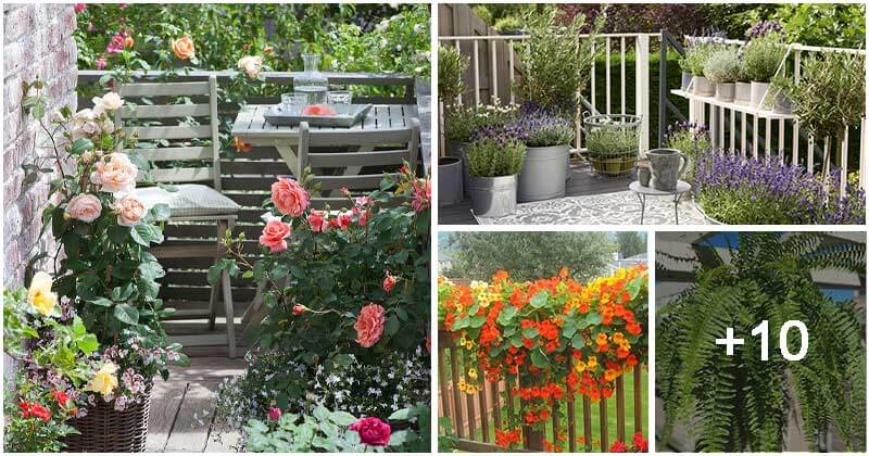 14 Best Plants To Grow On Your Balcony