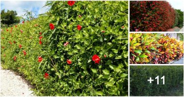 15 Best Plants To Grow For Hedges