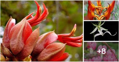 12 The Most Exotic And Rarest Flowers Around The World