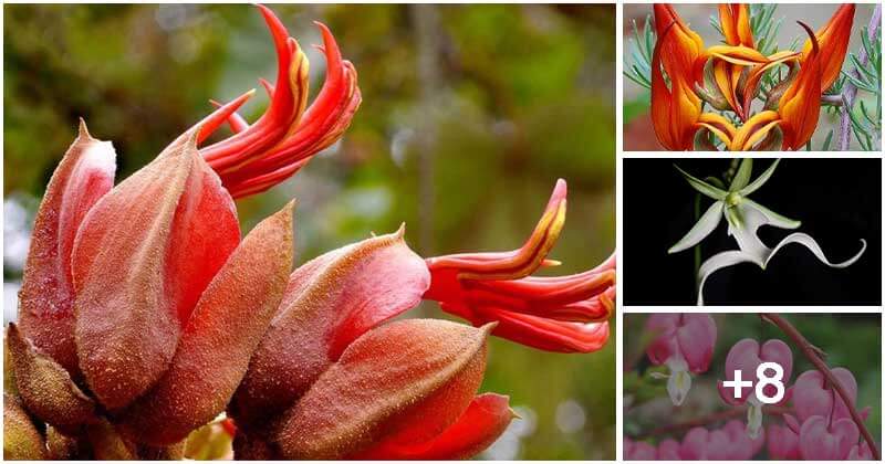 12 The Most Exotic And Rarest Flowers Around The World