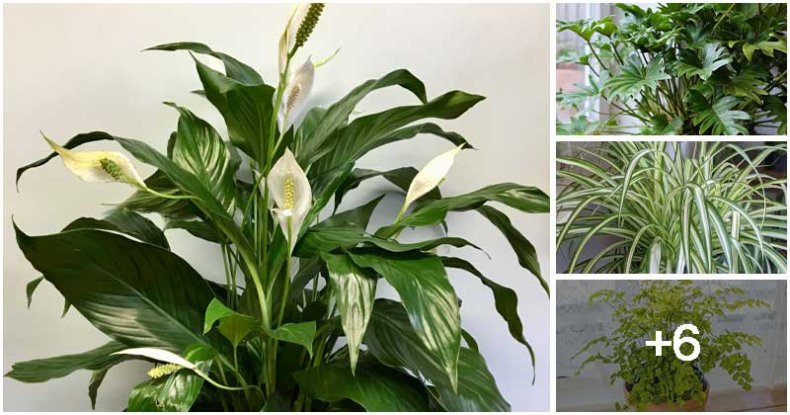 10 Houseplants That Grow In Dark