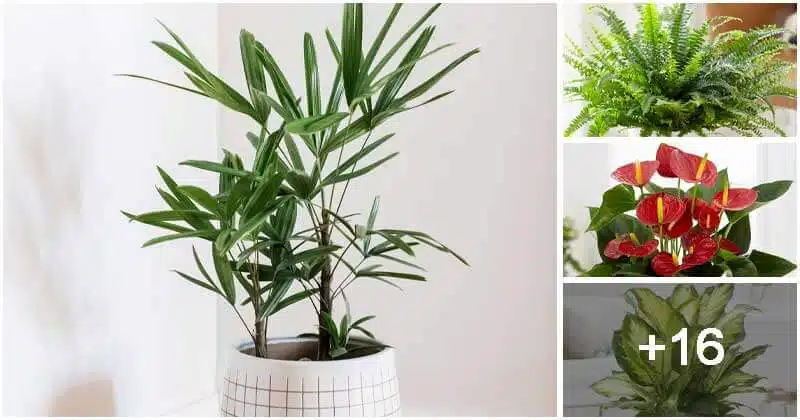 20 Air Purifier Houseplants You Should Grow at Home