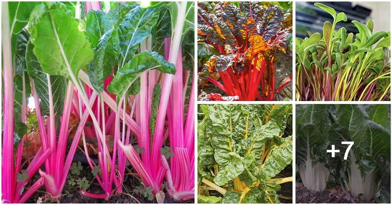 12 Types Of Chard Veggies To Grow In The Garden