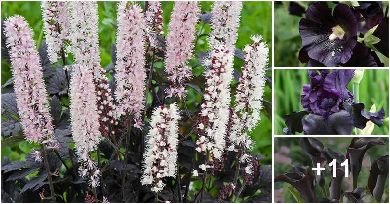 15 Beautiful Black Perennial Flowers To Grow In The Garden