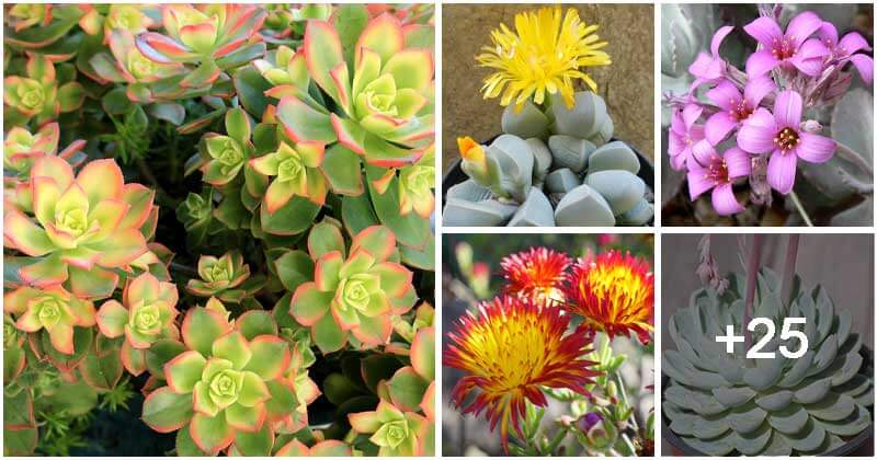 30 Pretty Flowering Succulents To Grow For The Next Gardening Project