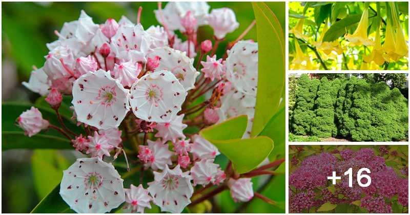20 Dwarf Evergreen Shrub Types To Spruce Up Your Small Landscapes
