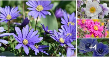 Different Varieties Of Windflowers To Grow In Your Landscaping