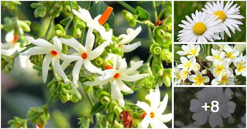 12 Beautiful Flowers That Look Like Jasmine