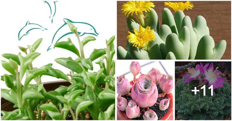 Exotic Succulent Types That Look Like Something