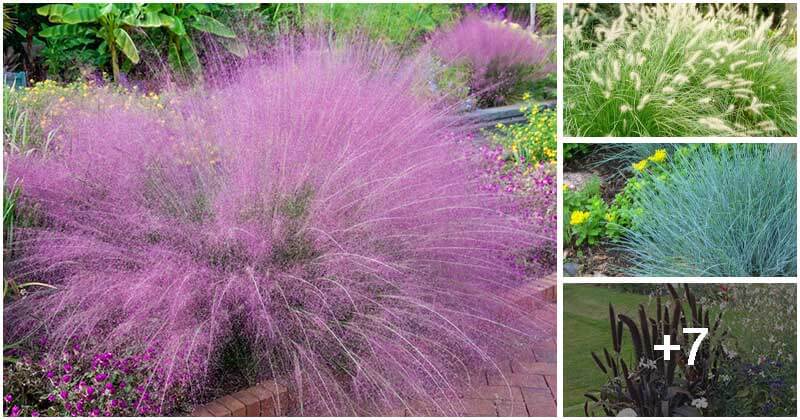 11 Low-maintenance Ornamental Grasses To Grow To Your Garden