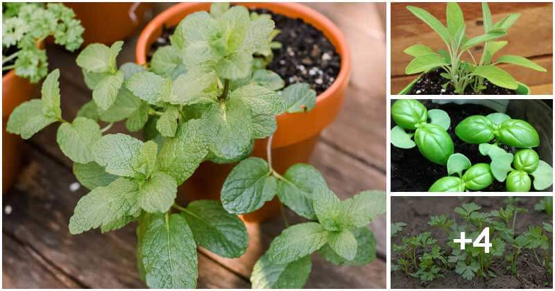 Top 8 Herb Seeds You Can Sow in January And February
