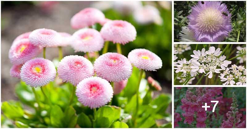 11 Hardy Annual Flowers For Your The Garden