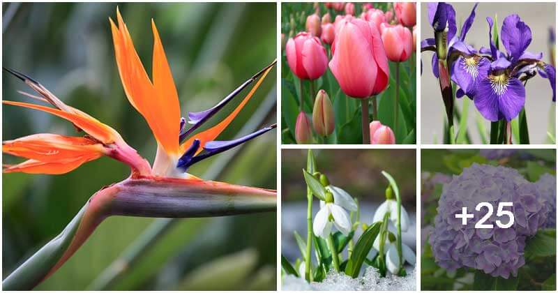 30 Poisonous Flowers That You Need To Know