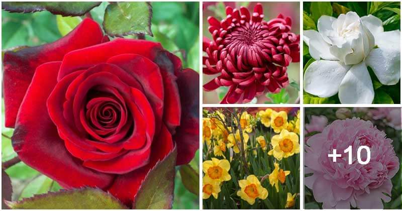 15 Best Flowers For Valentine’s Day