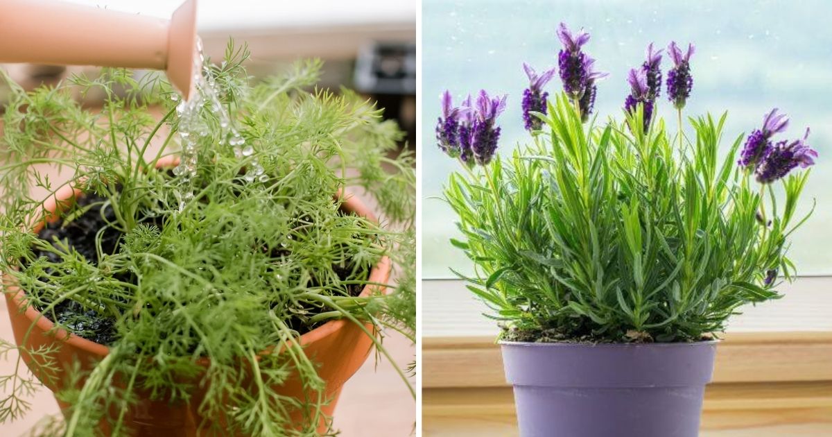 14 Indoor Herbs You Can Grow Easily All Year for Fresh Flavor and Fragrance