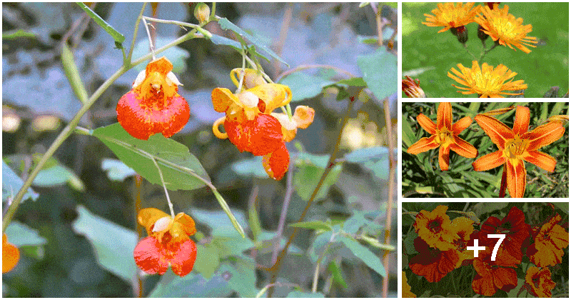 11 Types Of Weeds That Displays Stunning Orange Flowers To Add Charm To Your Landscape